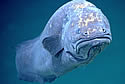 bottomfish