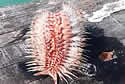 bristle