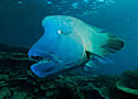 bumphead