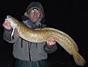 burbot
