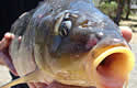 carpalive