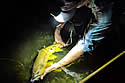 catchreleasefish