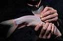 cavefish