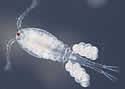 cephapod