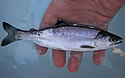 chincoho
