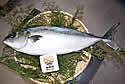 chocofish