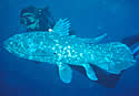 coelacanth