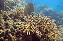 coralstolen