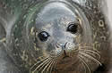 cornwallseal