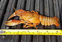 crayfish