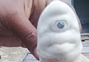 cyclopssharkindo