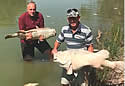 deadaussiefish