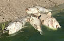 deadfishaussie