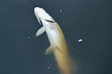 deadfishfloat