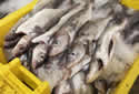 deadfishhead
