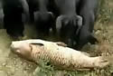 deadfishpig
