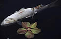 deadfishrio