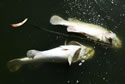 deadfishriver