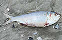 deadfishsc