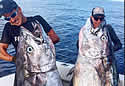 dogfishtuna