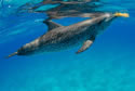 dolphincomms