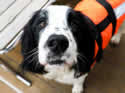dolphindogship