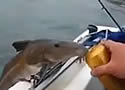 drinkingfish