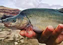 eelfish