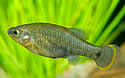 endangeredfish