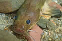 extinctbackfish