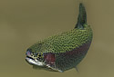 farmedsalmon