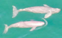 finless