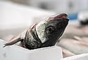 fishalive