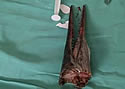 fishbeak