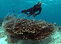 fishcoral