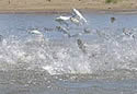fishfly