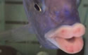 fishlips