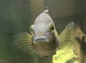 fishtag
