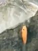 fishwall