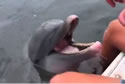 fldolphinlive