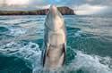 fungiedolphin
