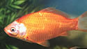 goldfishbc
