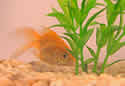 goldfishmail