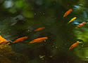 goldfishpond