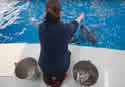 gulfdolphins