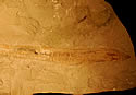 hagfossile