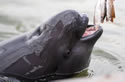 harborporpoise