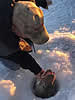 icefish