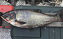 illegalfish