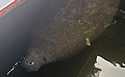 injuredmanatee